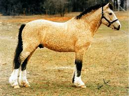 Bashkir Curly Horse